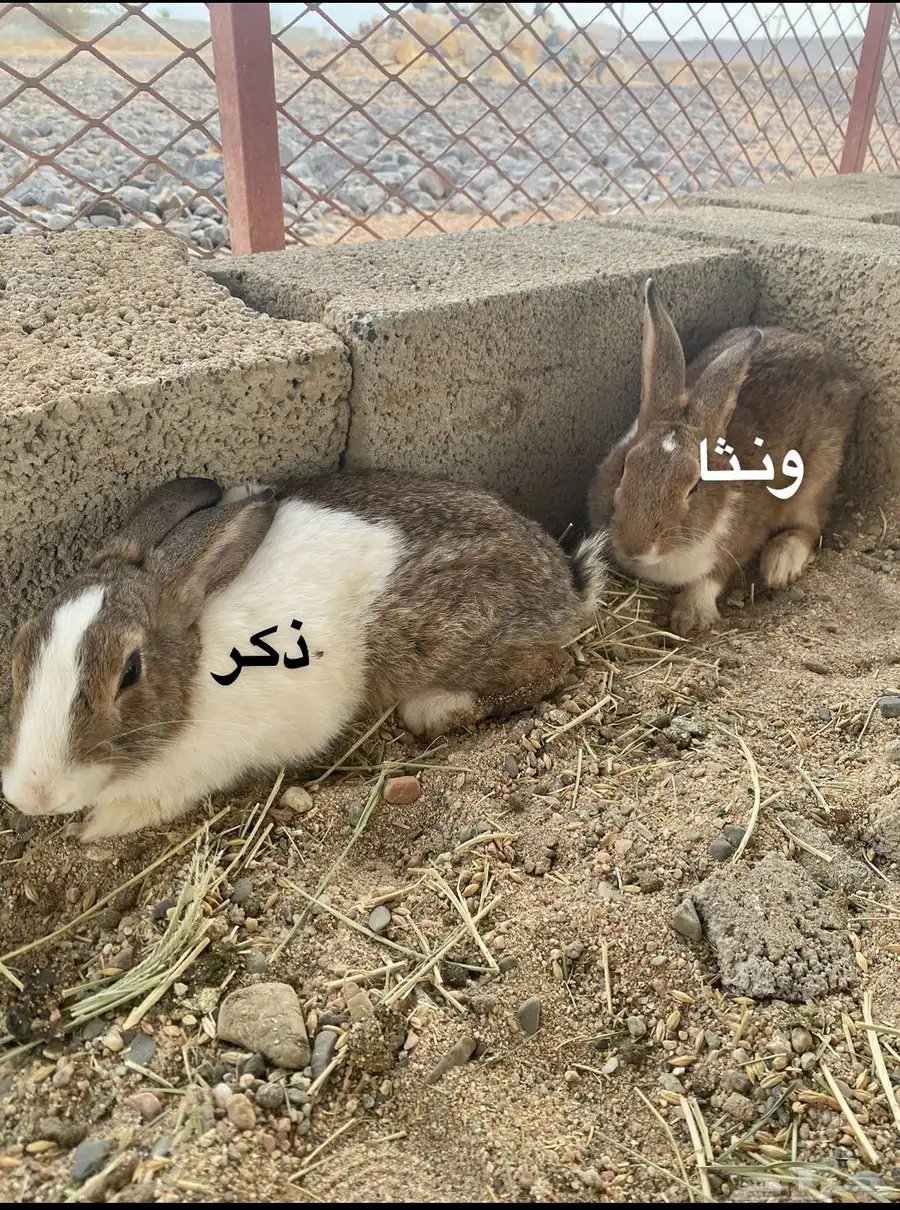 أرانب للبيع 1