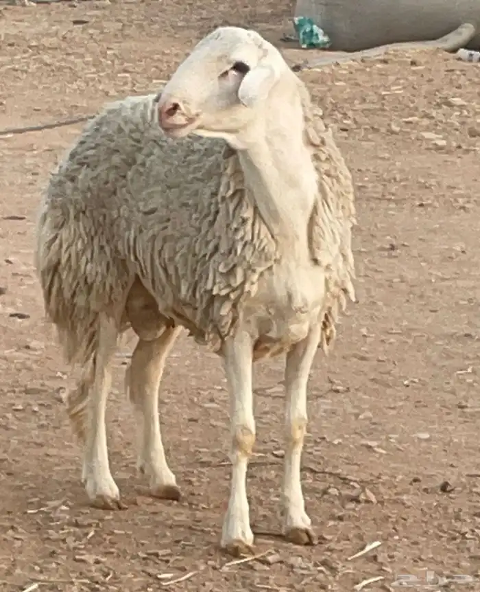 فحل حري مشروووط مشروووط 4
