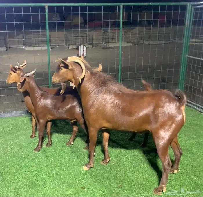 تيس فحل ادهم اصيل مشروط مع إنتاجه 3 مشاريع فحول 3