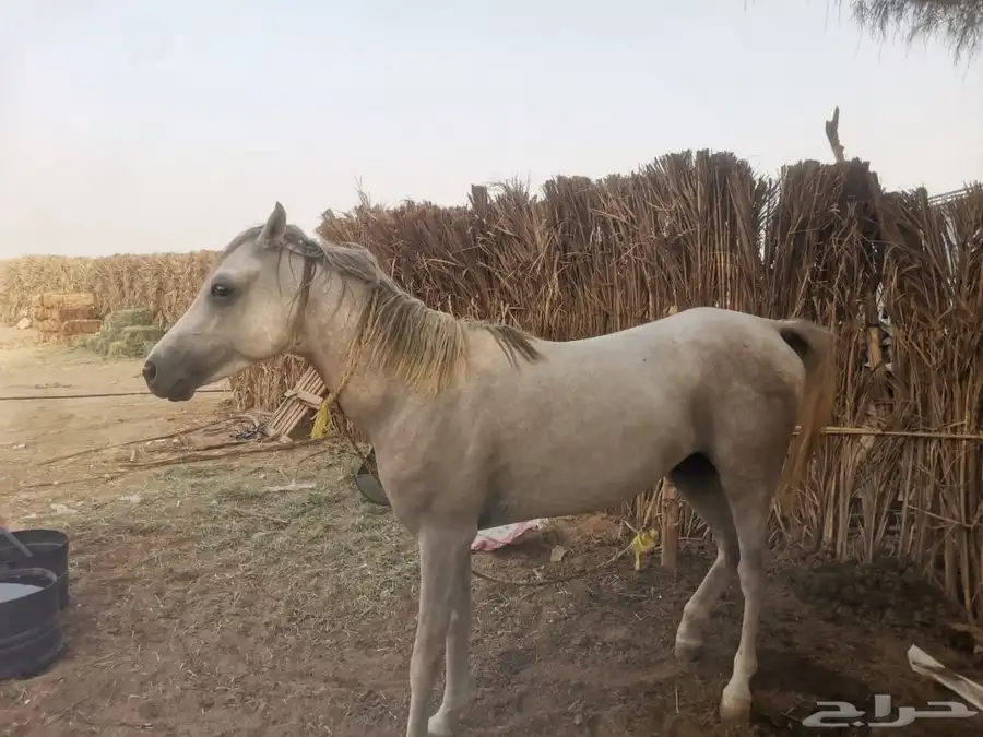 حصان للبيع معسوف ومع البل سيم 2800 0