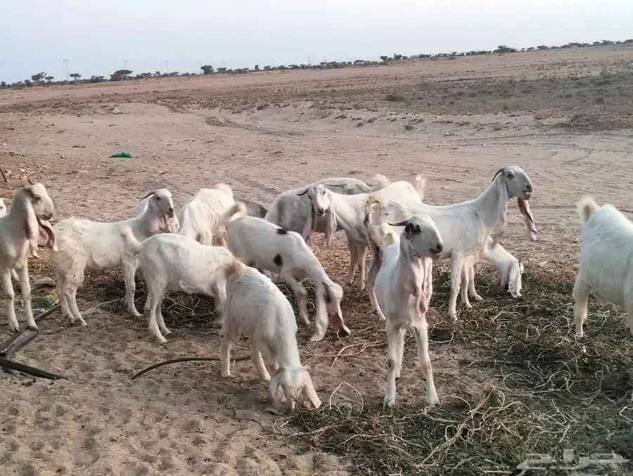 معزا هولنديه 1