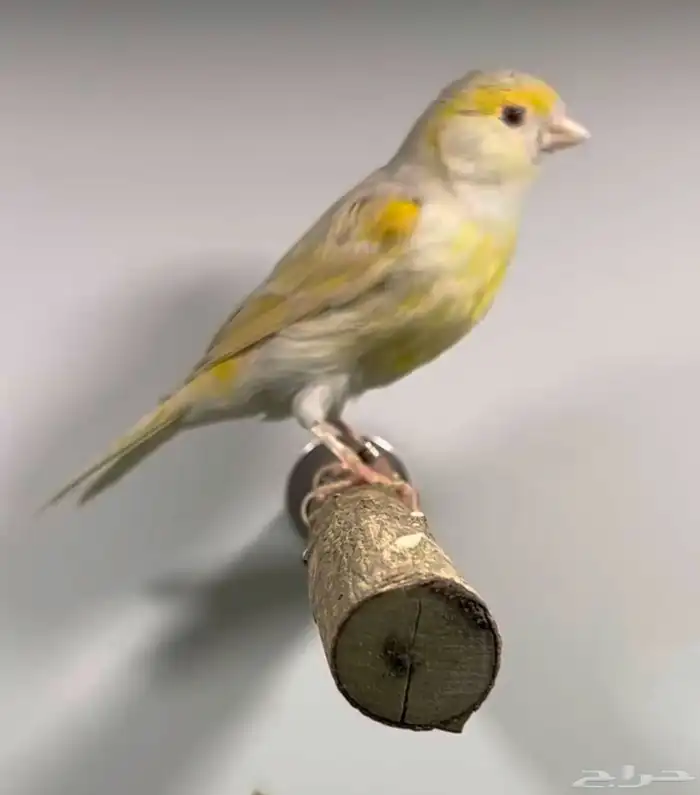 انثى ستنايت اصفر حجمها جدا ممتاز(( تم البيع )) 1