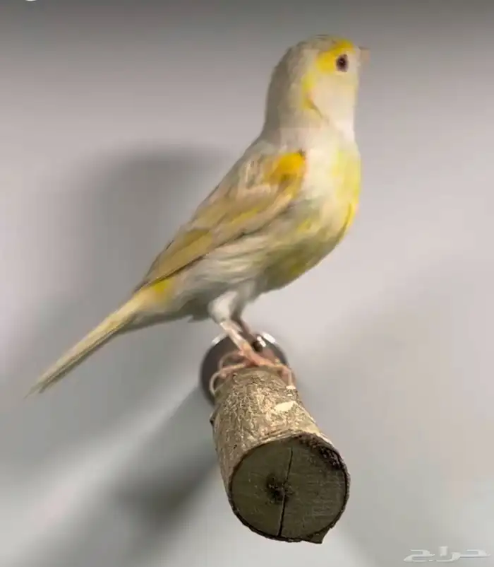 انثى ستنايت اصفر حجمها جدا ممتاز(( تم البيع )) 0