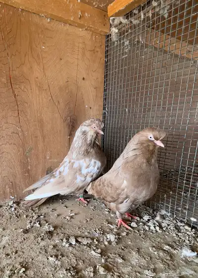 حمام أزواج دمستك لونق فيس 0