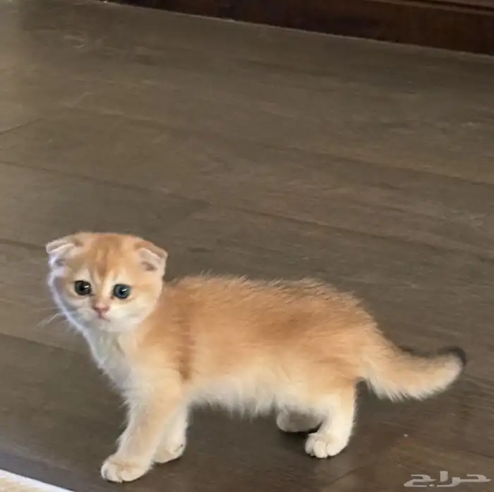 كتنز سكوتش قولد مستويات عاليه ستريت وفولد (تم البيع بالكامل) 6