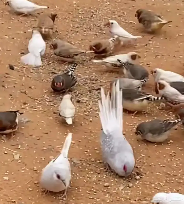طيور يمام ماسي و زيبرا 1