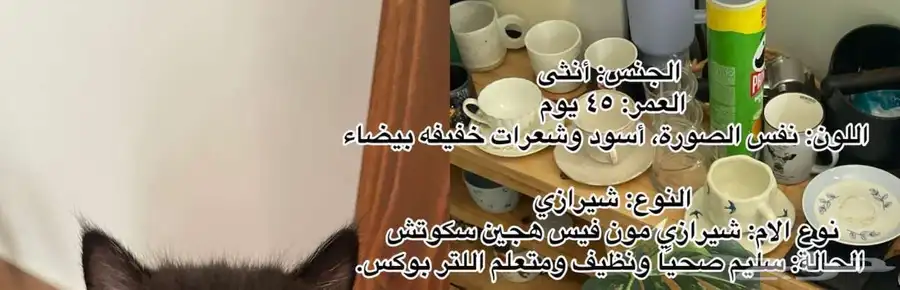 قطين شيرازي هجين سكوتش للبيع 2