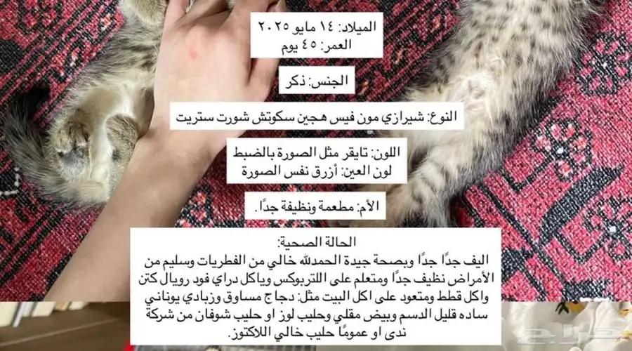 قطين شيرازي هجين سكوتش للبيع 3