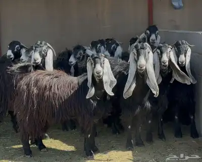 نخبة عوارض الغالب ثنوات العدد 16 بالفحل يتبعها 2 1