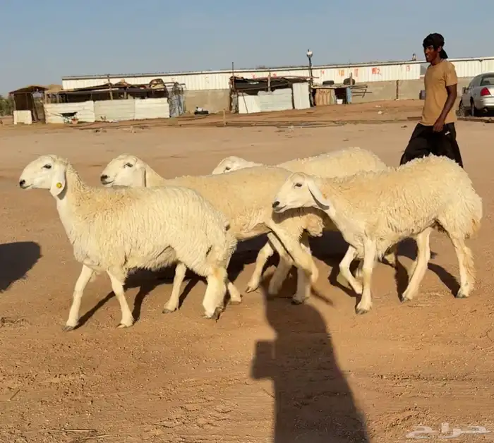 رخال حريات 5 بالفحل طيبة ومقنوي (( تمم البيعع )) 1