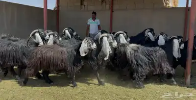 نخبة عوارض الغالب ثنوات العدد 16 بالفحل يتبعها 2 3