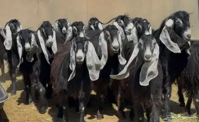 نخبة عوارض الغالب ثنوات العدد 16 بالفحل يتبعها 2 0