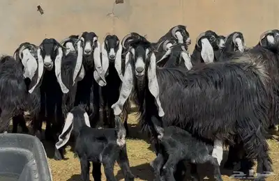 نخبة عوارض الغالب ثنوات العدد 16 بالفحل يتبعها 2 4