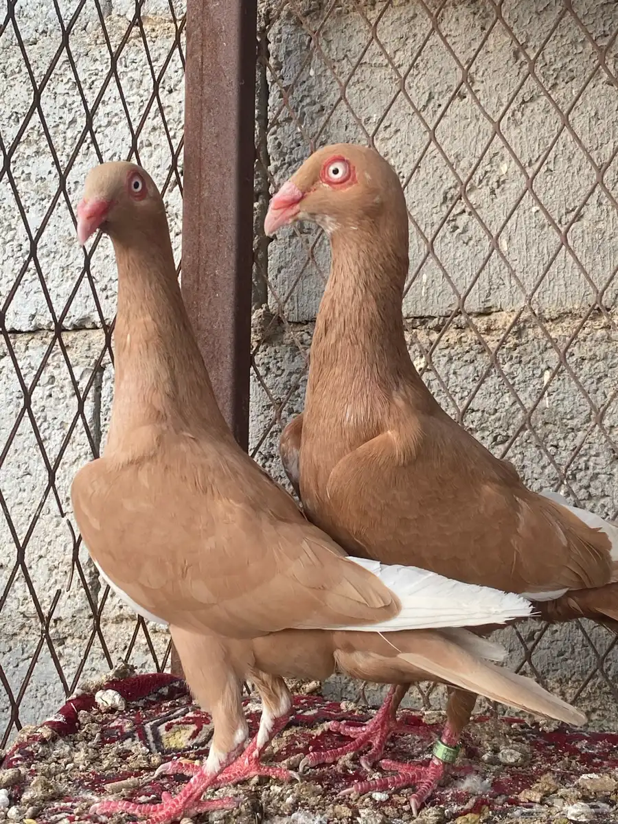 حمام شامي 17