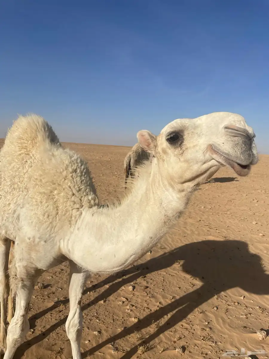 قعود تمامي 1