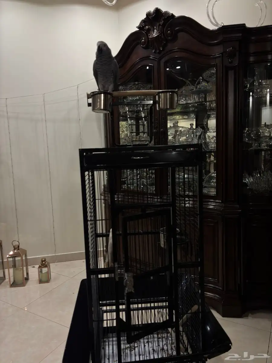 بغبغاء كاسكو 2