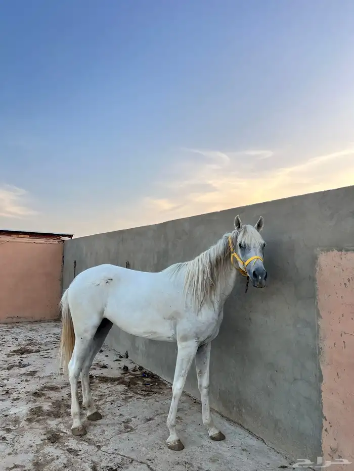 فرس شعبيه 1