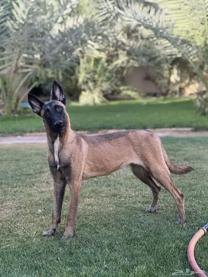 انثى مالينو بلجيكي بيور 4