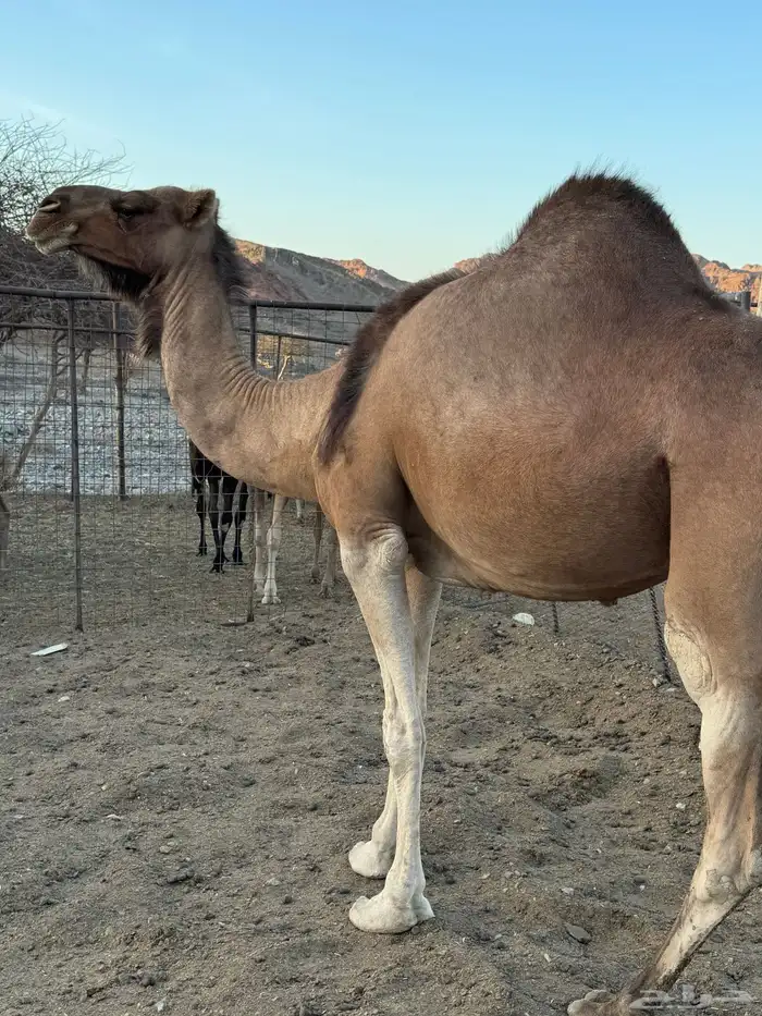 للبيع ناقة حمرا 0