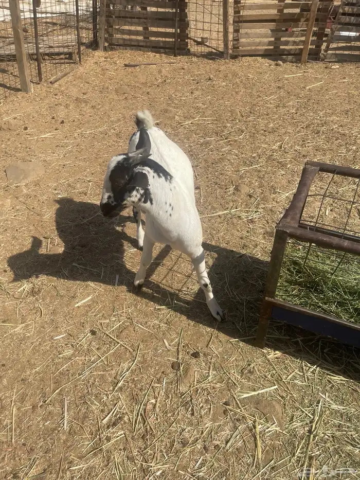 تيس بيشي فل شحم العمر7اشهر من حلالي 5