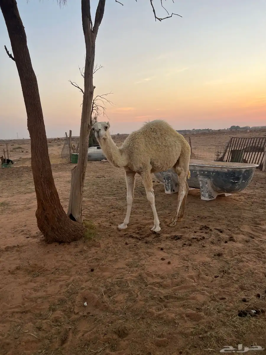 قعدان للبيع 1