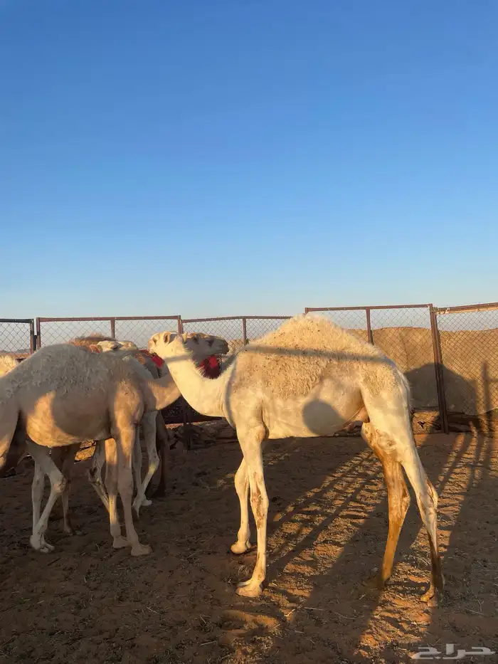 حشو طيبات بالحييل 5