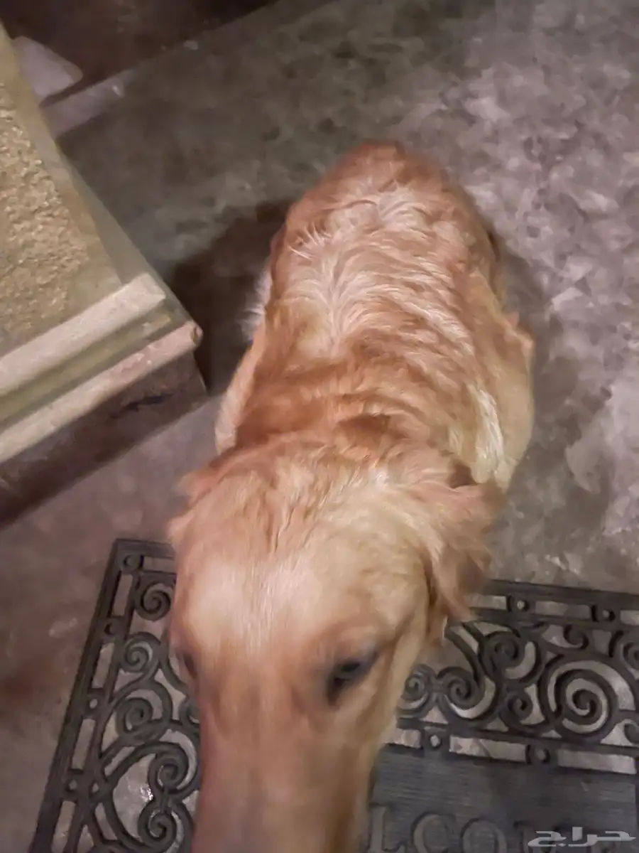 كلب قولدن ريتريفر dog golden retriever 0