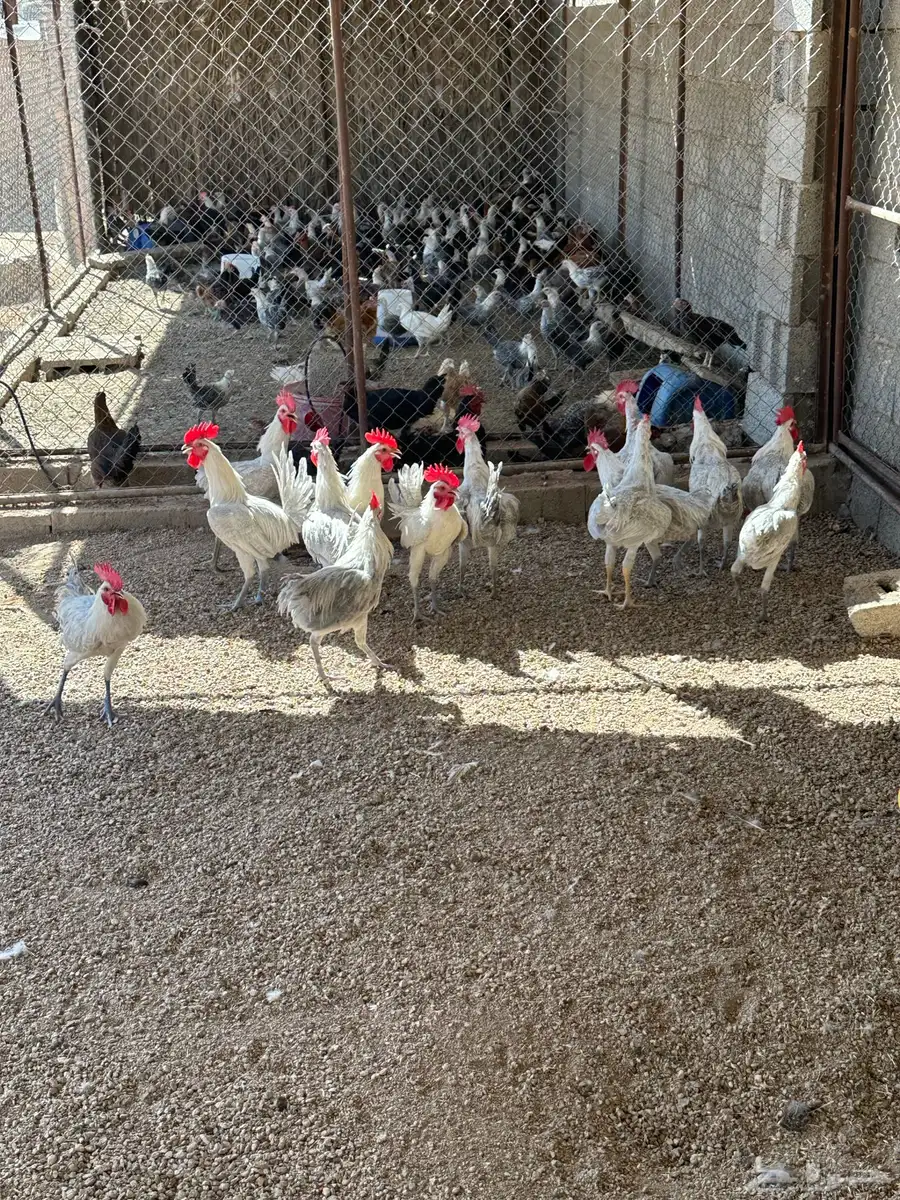 ديكه للبيع العدد حول 30 1