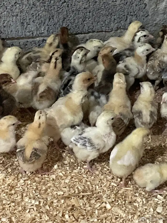 للبيع صيصان بلدي عمر اسبوع 2