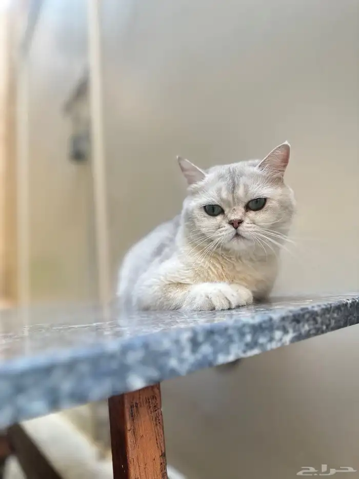 انثى بريتش 0