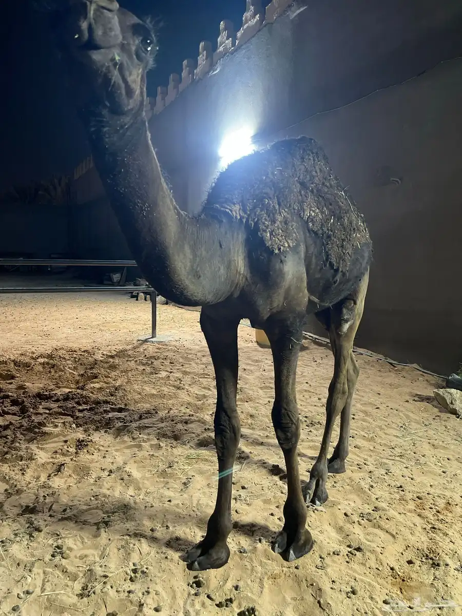 قعود عمره حوالي سبعه شهور ونص طيب ماياكل إلا برسيم 1