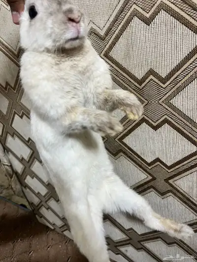 ارانب فرنسيه للبيع 4