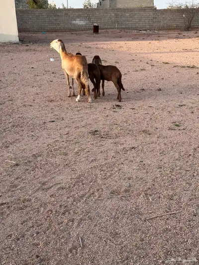 شاه سواكنيه متاوم مقنوي 12