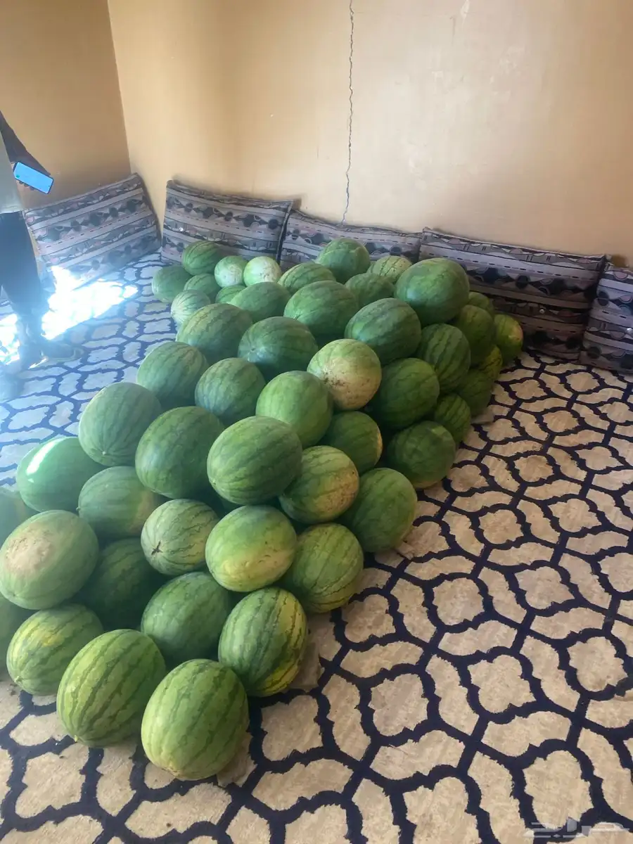 بطيخ. تيماء بوهان 0