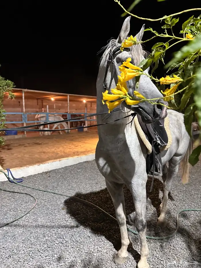 لعشاق ركوب الخيل 0