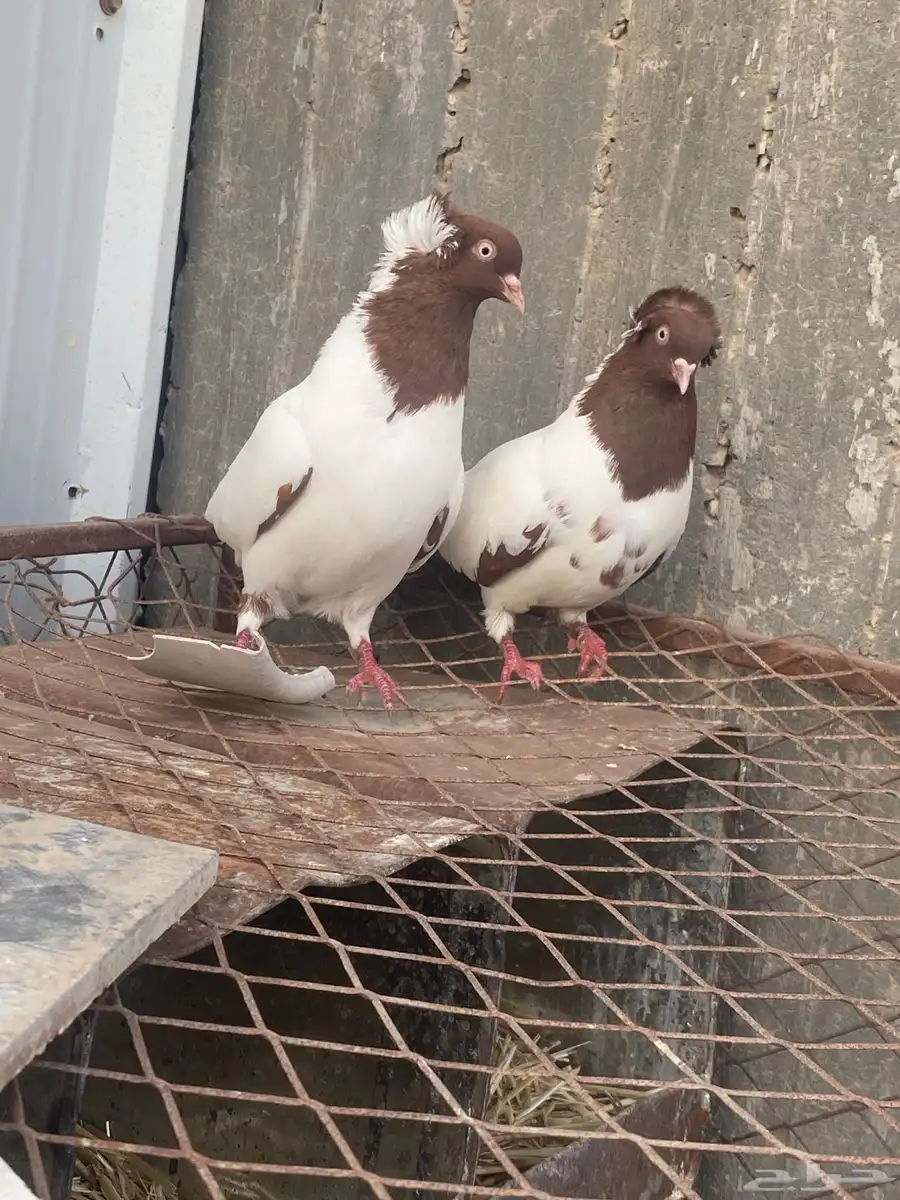 حمام شامي 14