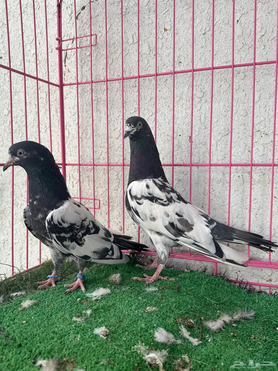 زوج حمام رامبوري 1