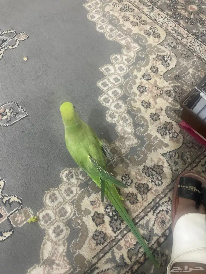 بغباء أنثى كامل جناح اليف مع الكل 2