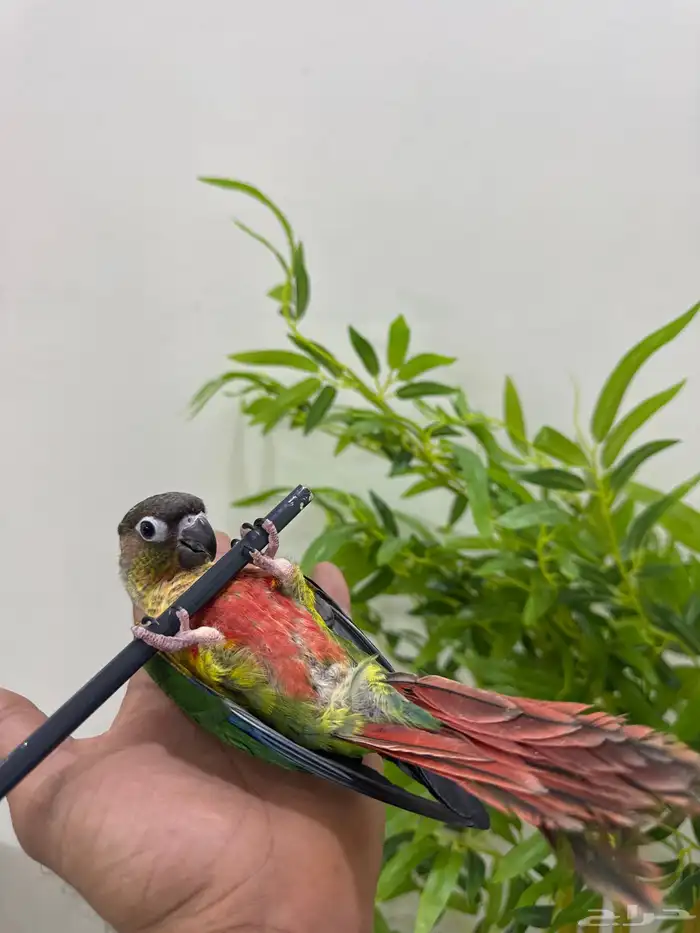 كنيور يلوسايد اليف وهدد  تم البيع 2