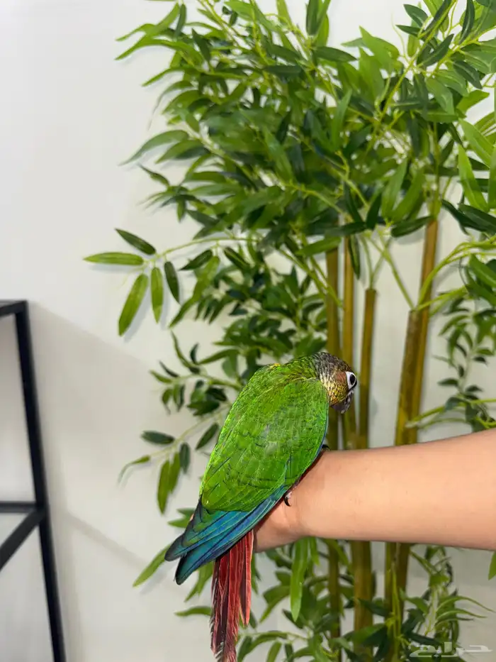 كنيور يلوسايد اليف وهدد  تم البيع 1