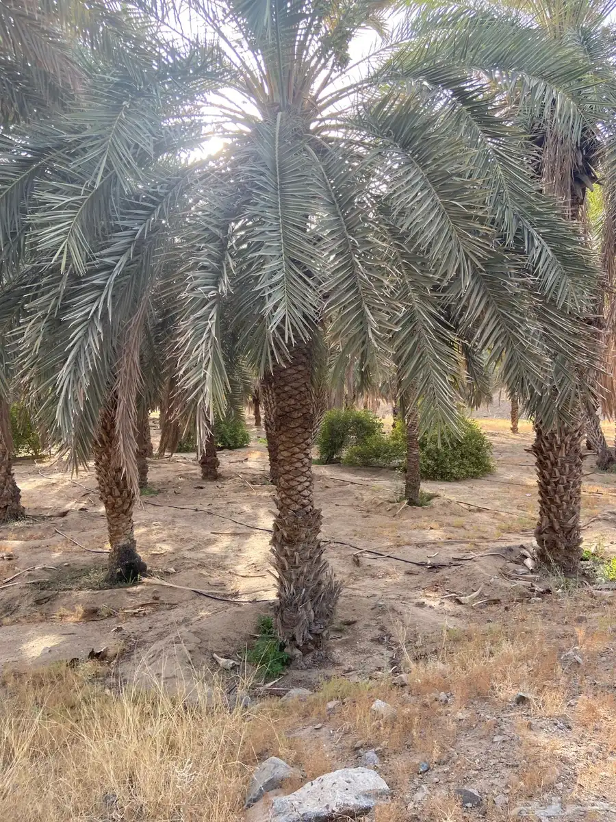 نخل للزينة 1