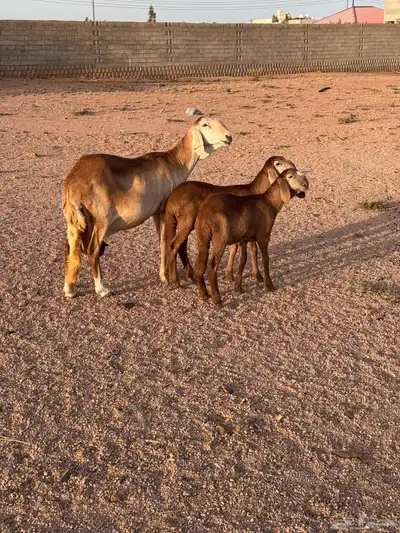 شاه سواكنيه متاوم مقنوي 3