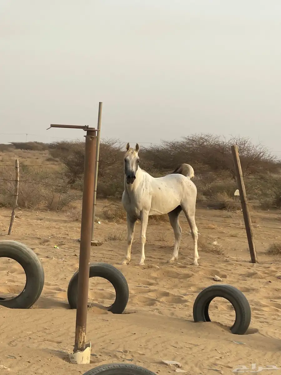 خيل شعبي 2