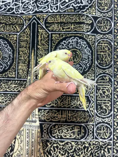 طيور الحب أليفة ولعوبه اللي يبغى الزين يلحق عليه 7
