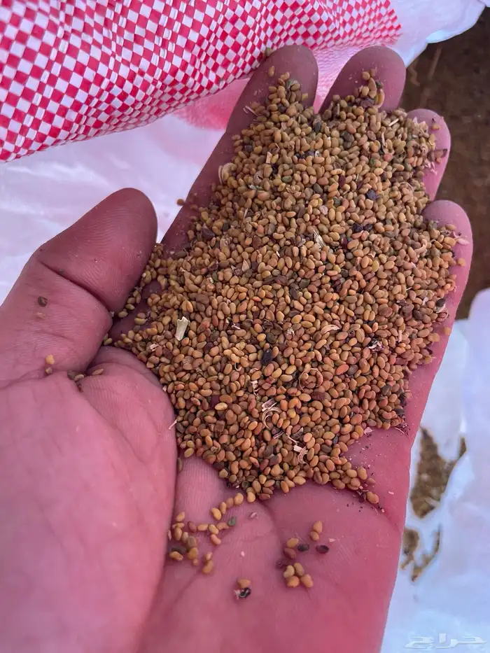 بذور برسيم صبخاوي 2