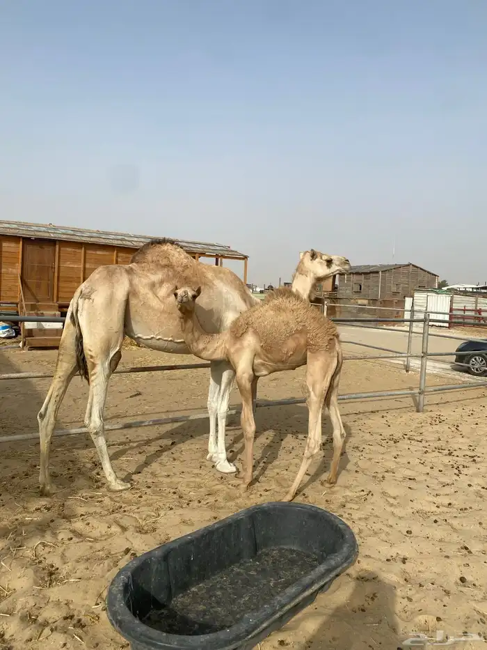 الخلفه الطيبه 4