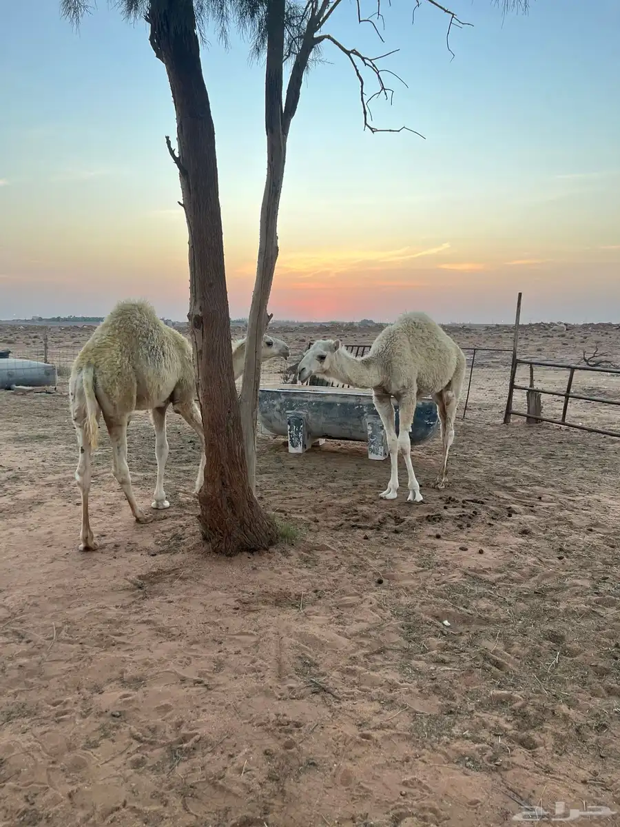 قعدان للبيع 0
