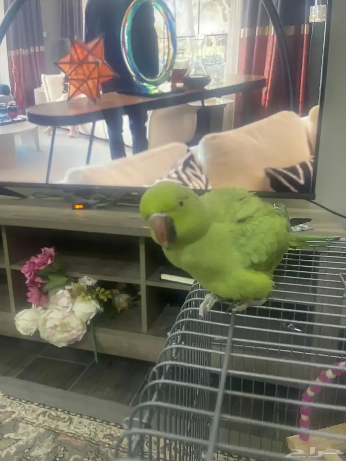 بغباء أنثى كامل جناح اليف مع الكل 3