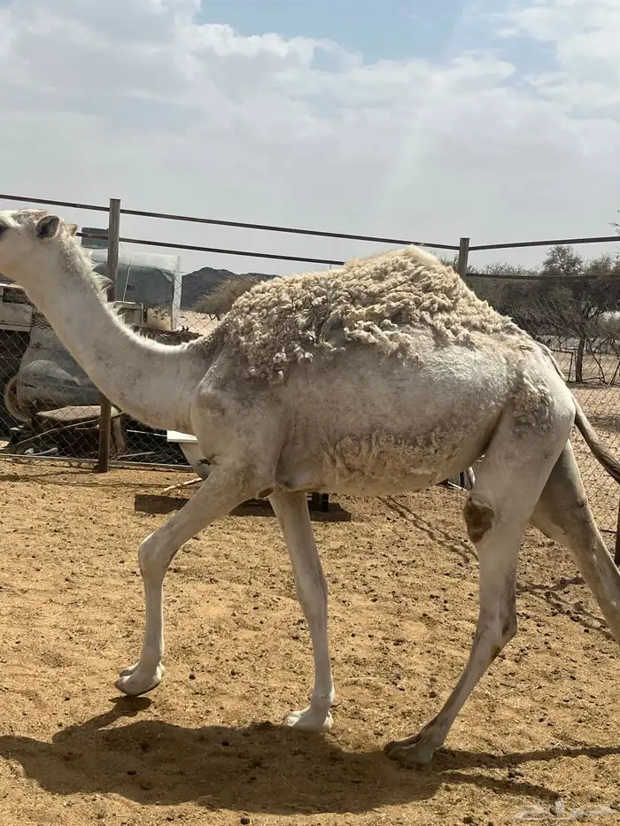 رقم التواصل 3