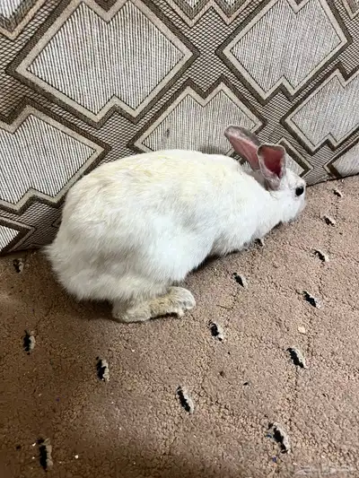 ارانب فرنسيه للبيع 3
